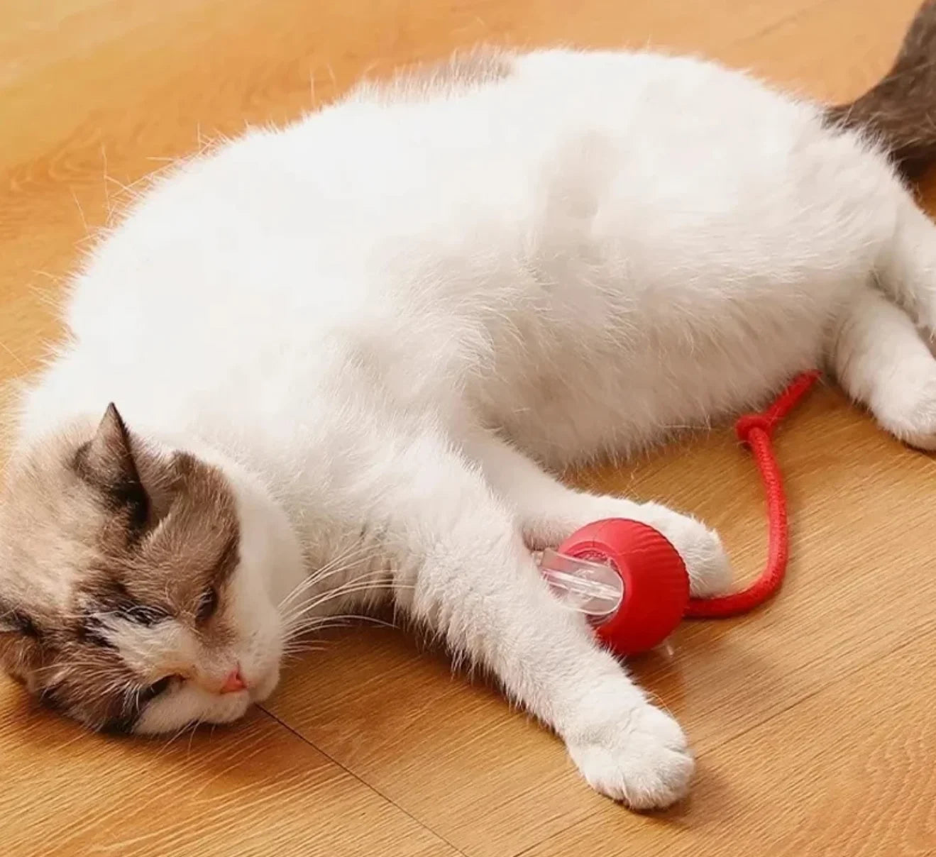 Rechargeable Cat Training Ball Toy